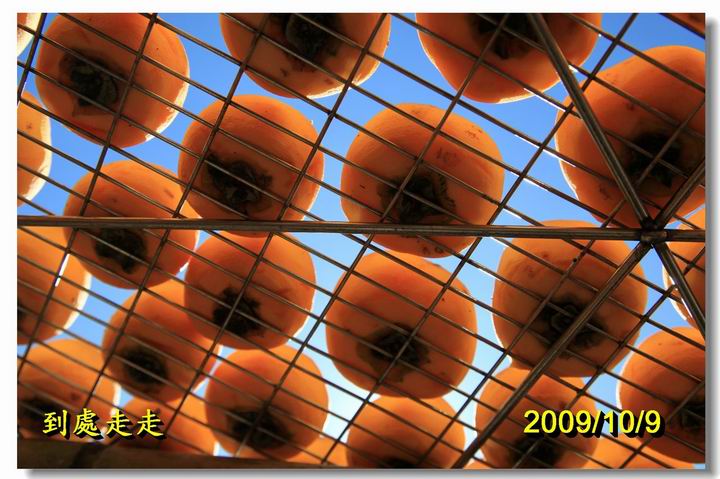 秋風起，柿子又紅了